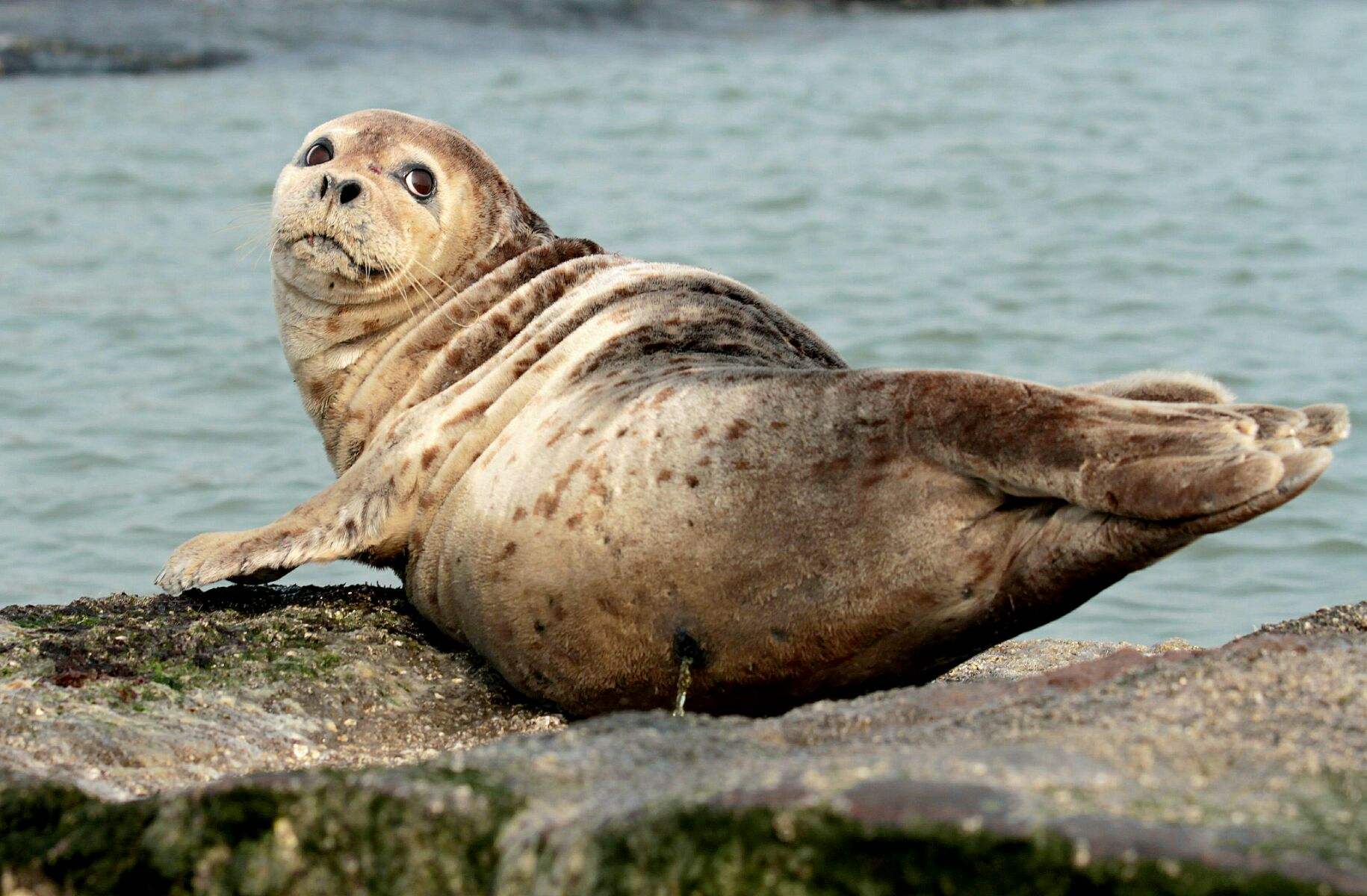 辽宁大连100头斑海豹幼仔遭猎捕,辽宁盘锦斑海豹罕见上岸晒日光浴