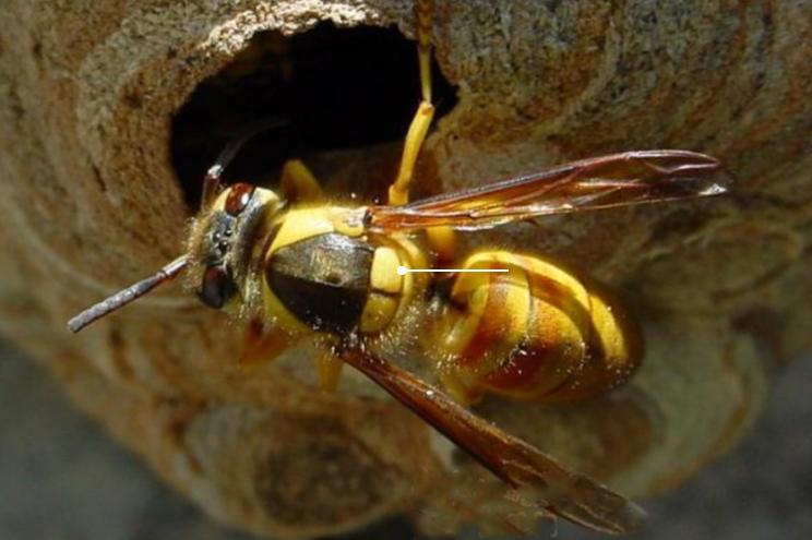 杀人蜂发家致富吗,养杀人蜂年入百万