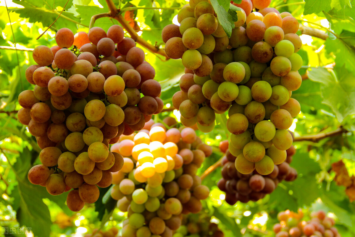 自然成熟的葡萄和催熟的区别,葡萄用药催熟与自然成熟的区别