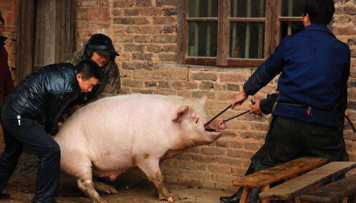 一农民杀猪时意外收获猪宝,农民杀猪得猪宝事件