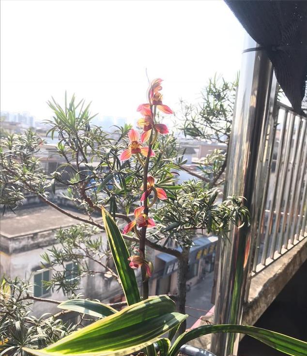 墨兰荷花图片大全,兰花墨兰大红荷