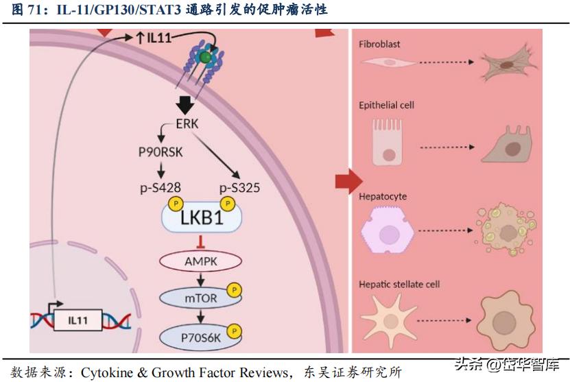 有效避开内卷，迈威生物：ADC锋芒初显，快速成长的Biopharma
