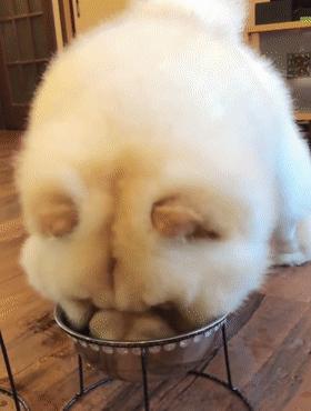 松狮犬的优点和缺点有哪些,土松狮犬优缺点