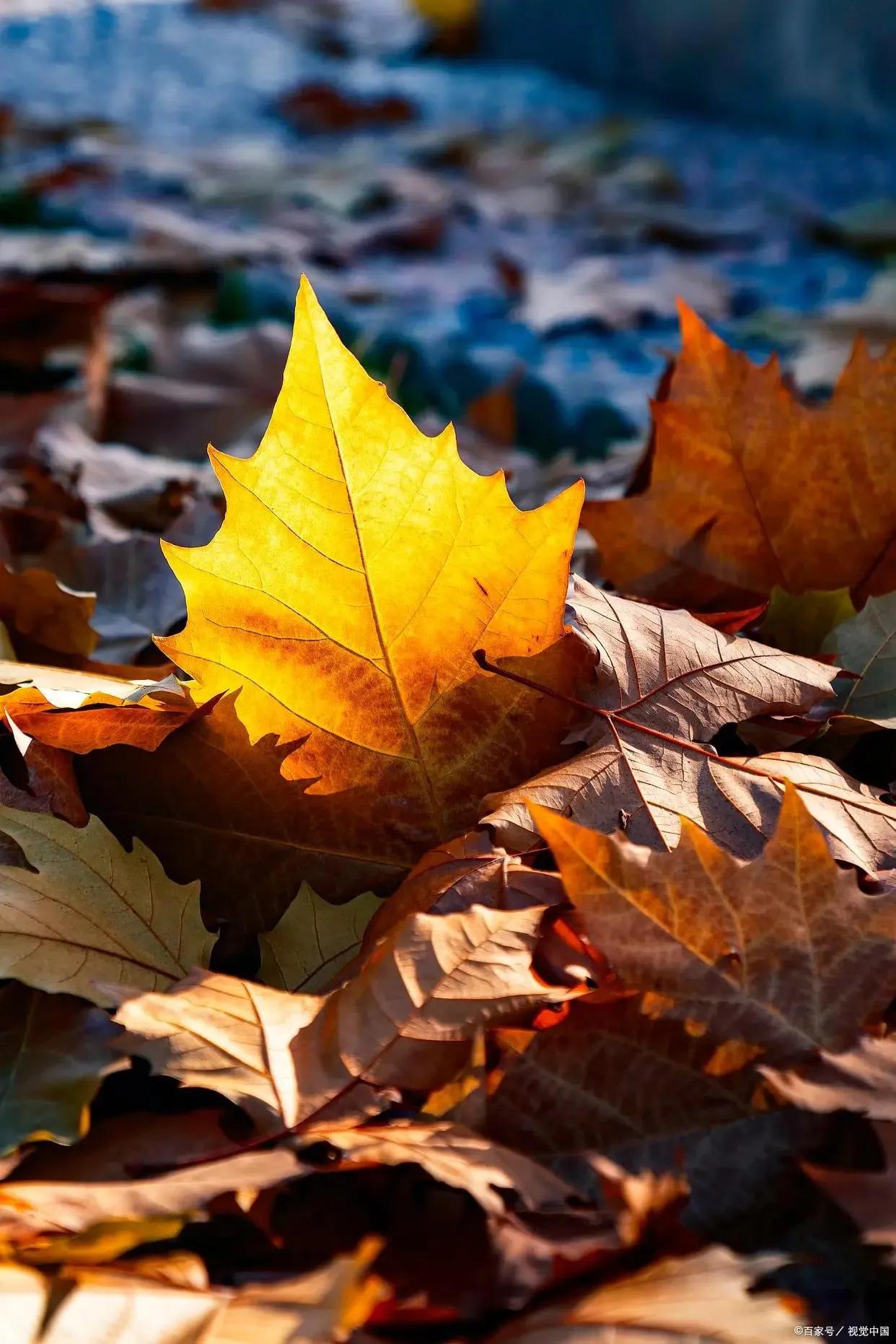 侧耳倾听冬天图片,侧耳倾听风的吟唱