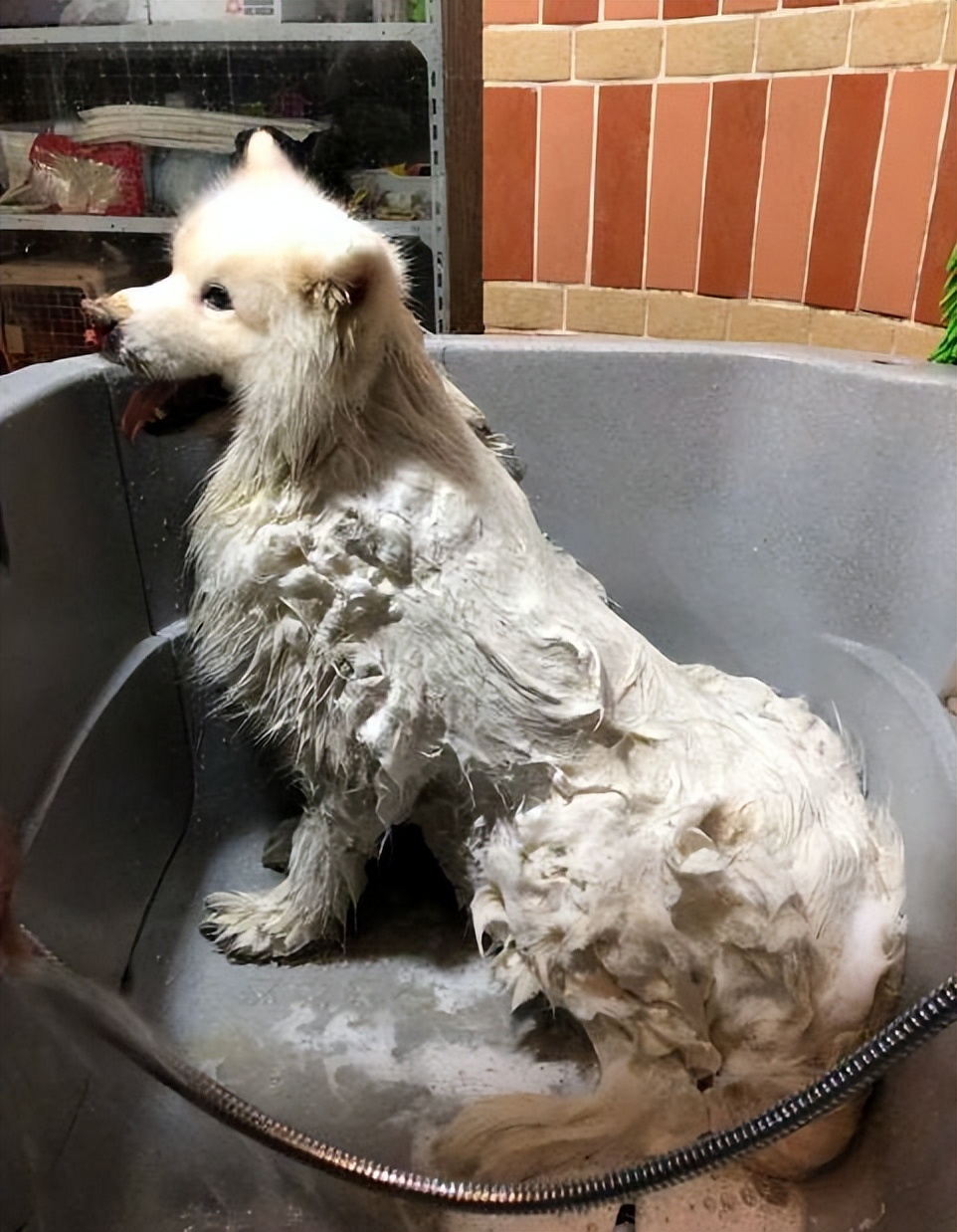 萨摩耶的优点和缺点黑色,萨摩耶的十大优点