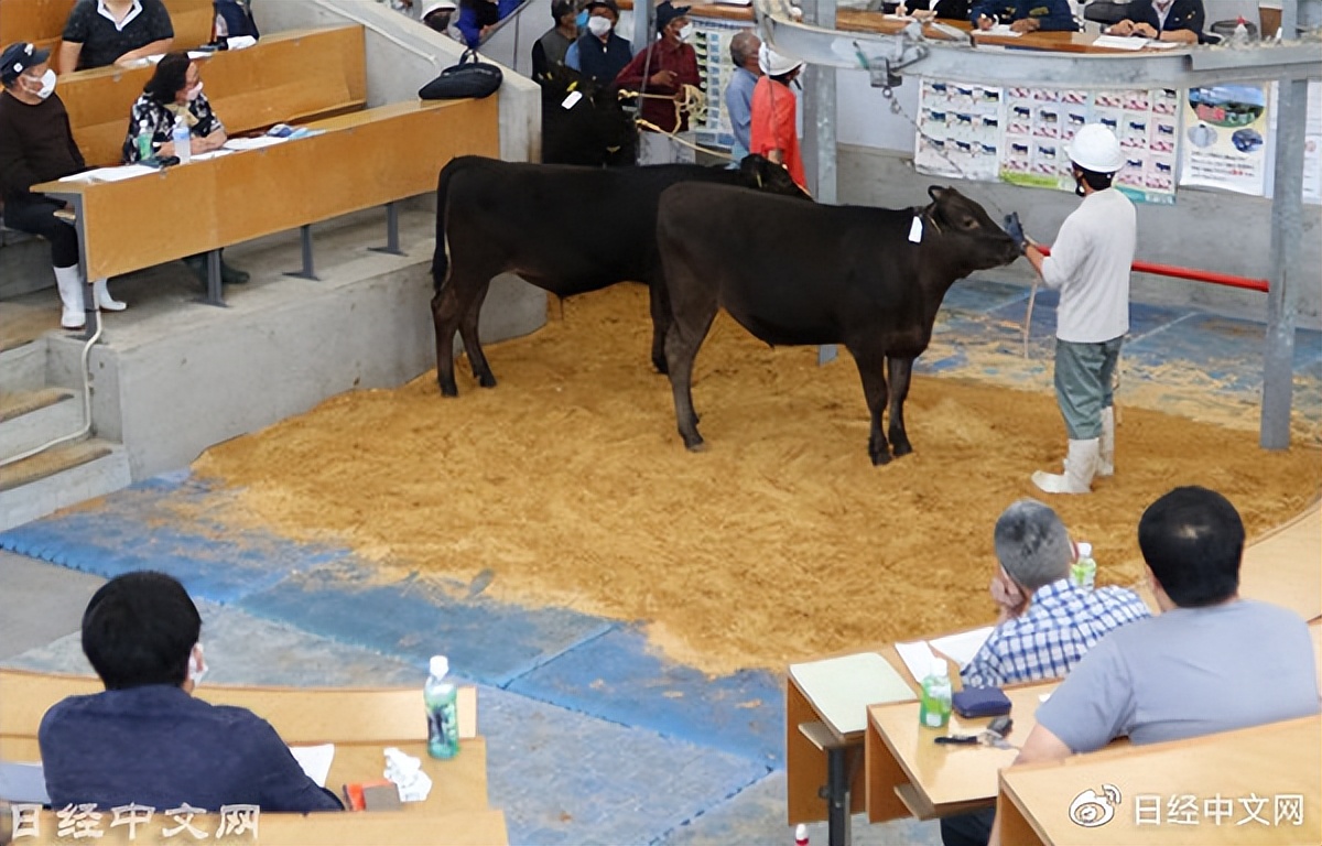 日本和牛便宜的原因,国内养殖日本和牛市场前景好吗