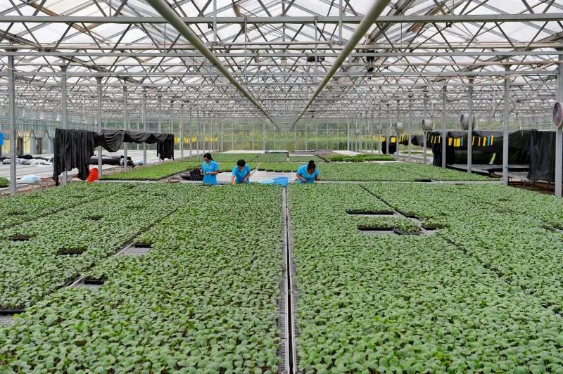 七论赣菜发展,朱虹论赣菜