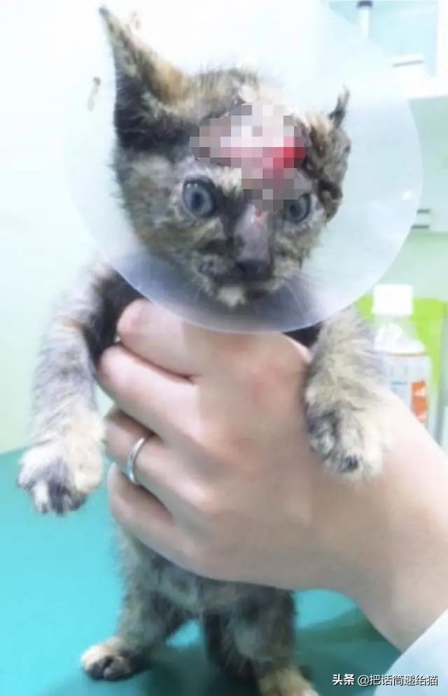 女孩救下一只差点被货车撞死的猫,小女孩救下乌鸦被夺走眼睛