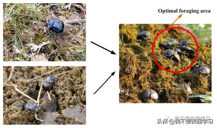 蜣螂优化算法是哪年提出来的,蜣螂用法与用量