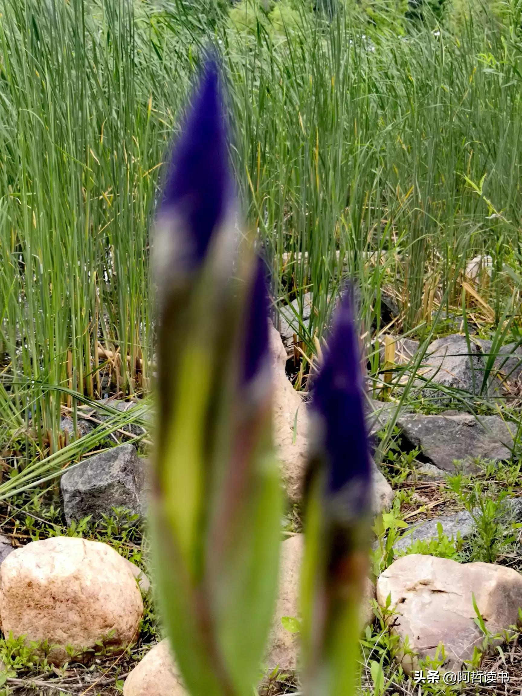 婀娜多姿鸢尾花,鸢尾花婀娜多姿