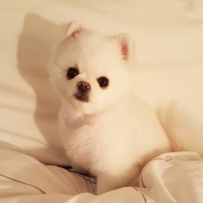 狗狗不爱吃蛋黄冻干怎么办,狗狗不舒服不好好吃饭吃个蛋黄