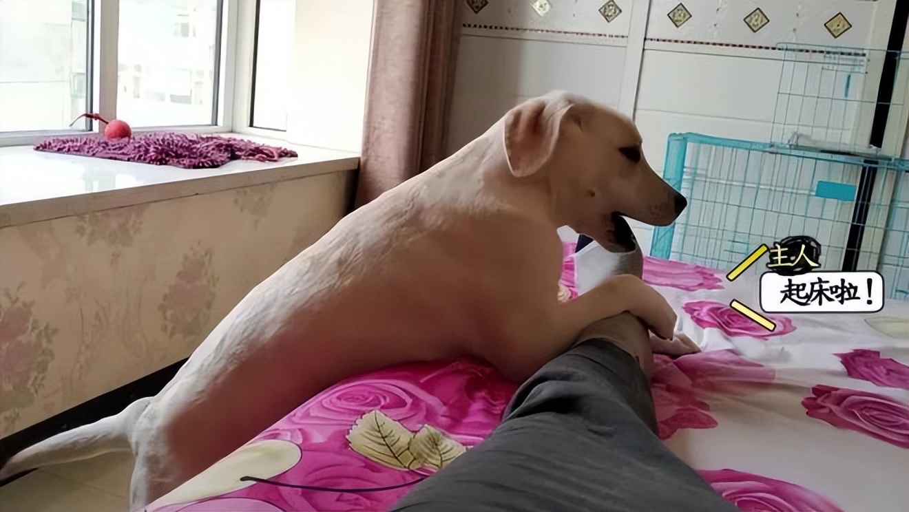 狗狗天天早上六点叫我起床怎么办,狗狗晚上一直叫多少天可以缓解