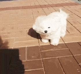 比熊犬的各种动作表示什么,比熊犬的优缺点及性格特点是什么