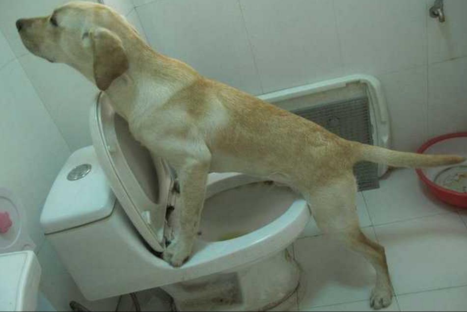 养狗发现的神奇现象,养狗常见的4大误区你避雷了吗