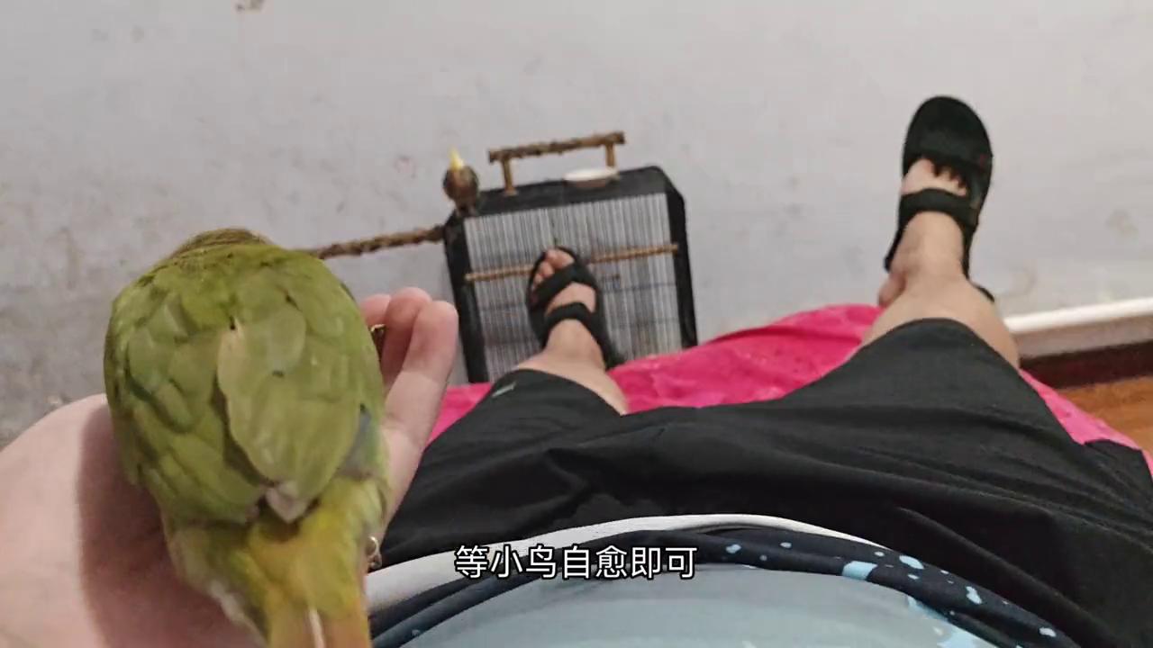 宠物鸟暴走怎么办,宠物鸟失温如何抢救