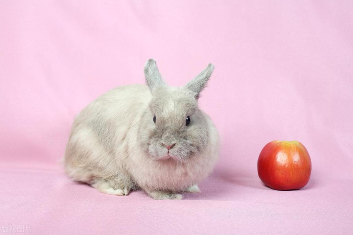 侏儒兔养殖能赚钱么,南宁侏儒兔养殖