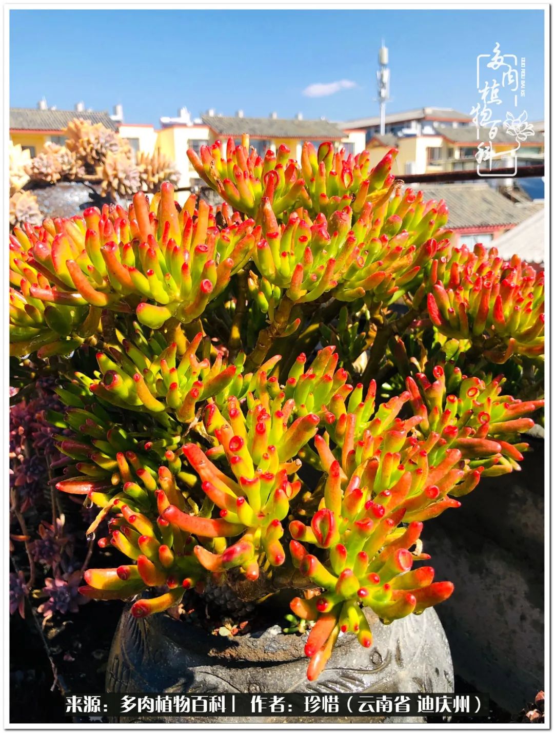 给生命一份淡然还岁月一份从容,给生命留一份洒脱的话