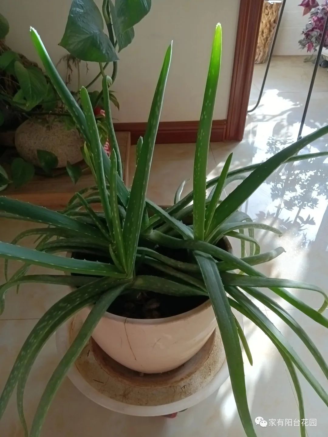 养花新手就养这10种花,养花大全简单易养的花