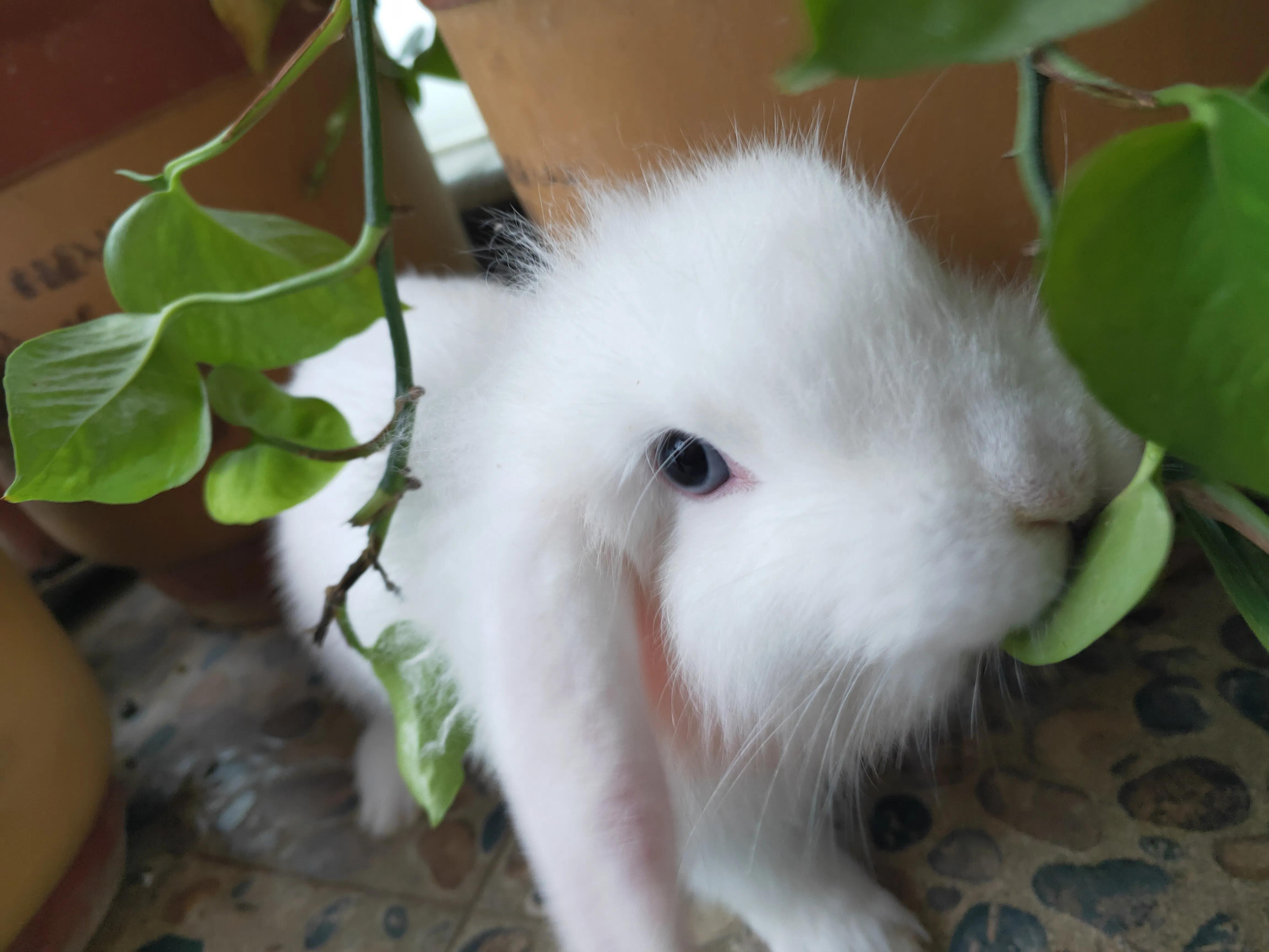 养宠物兔子赚钱吗,有养兔子当宠物的吗