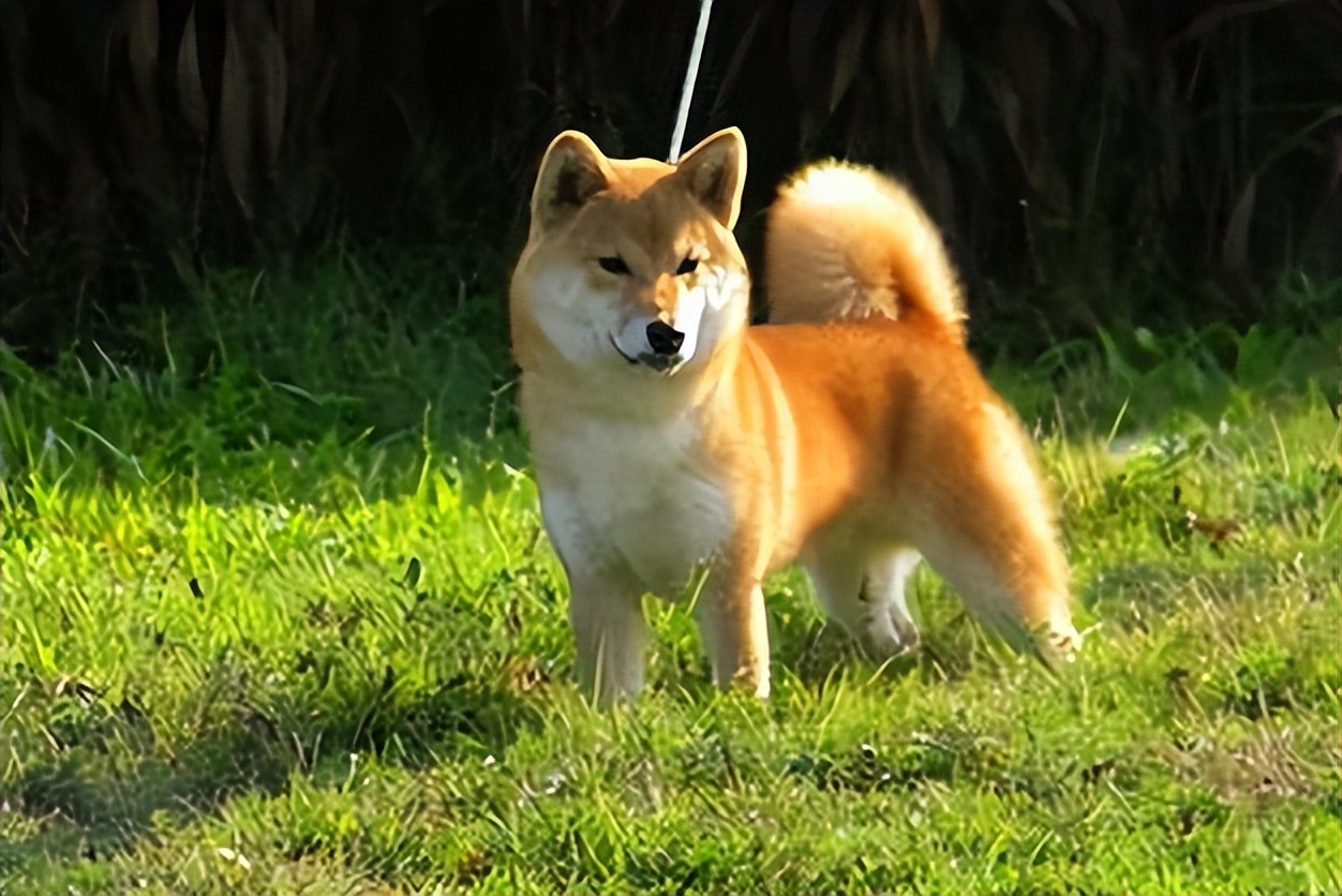 纯种柴犬大概多少钱一只,纯种柴犬价格多少钱一只