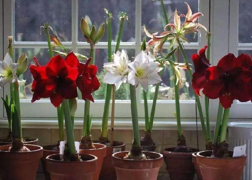 盆栽花卉在哪里买比较好,花卉市场购买盆栽避坑