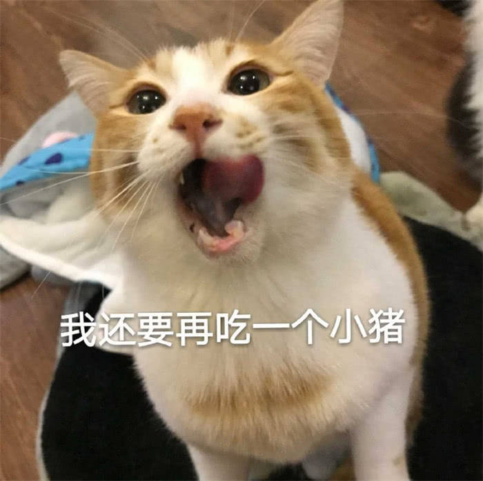 猫咪便秘最快通便的土方法,猫咪一吃肉就便秘