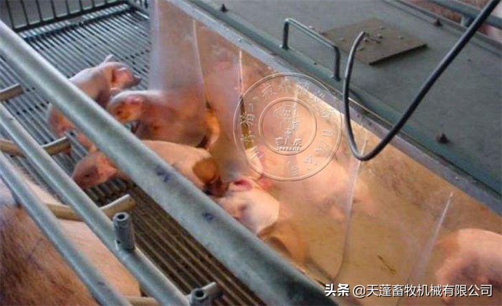 刚出生小猪适合的温度,刚出生的小猪温度多少度才算合适