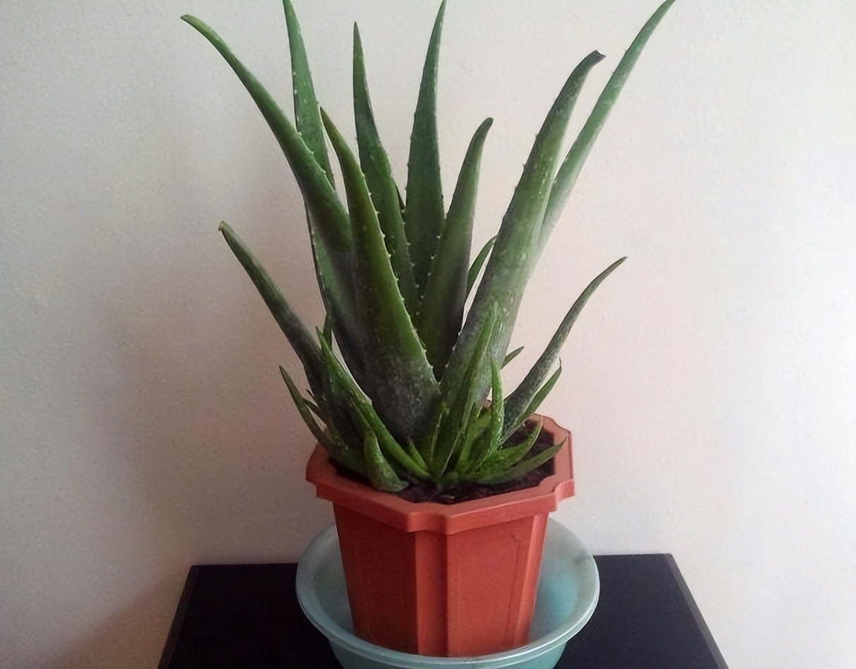 种什么盆栽助睡眠最好养,最适合懒人养的8种植物