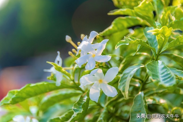 狗咬伤药,狗尾草治狗咬伤方法