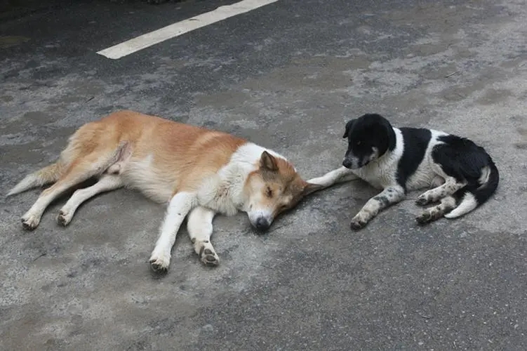 煎饼果子肉夹馍里脊饼哪个简单,一个肉夹馍一个煎饼果子