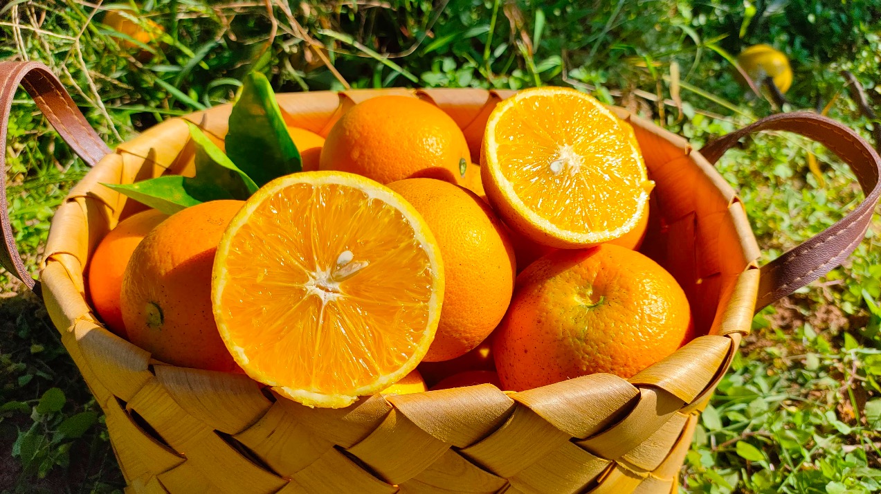 本地人教你怎么挑选麻阳冰糖橙,麻阳冰糖橙个头都很小吗