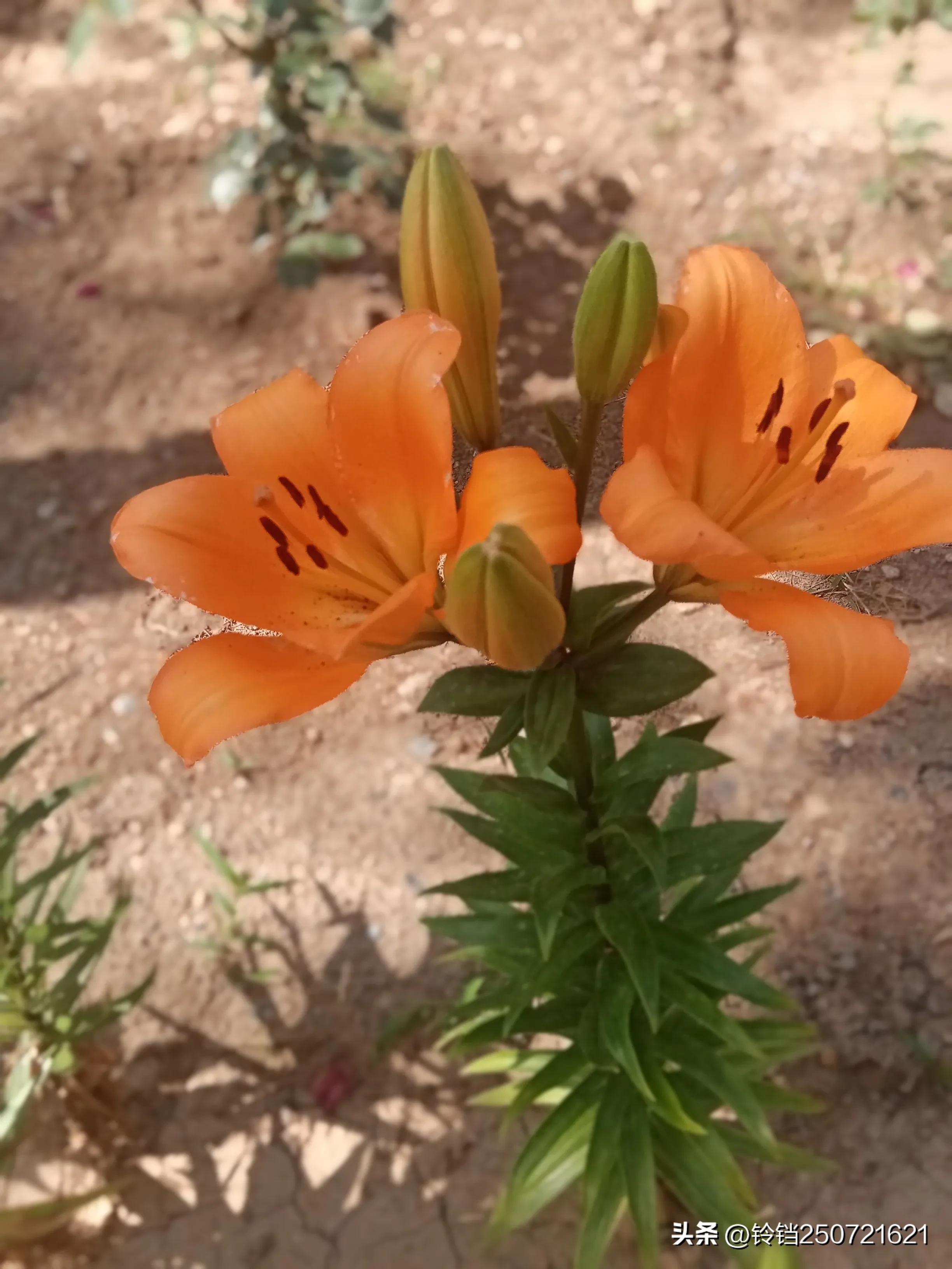 百合花开花的样子很美,花卉百合花四季开花