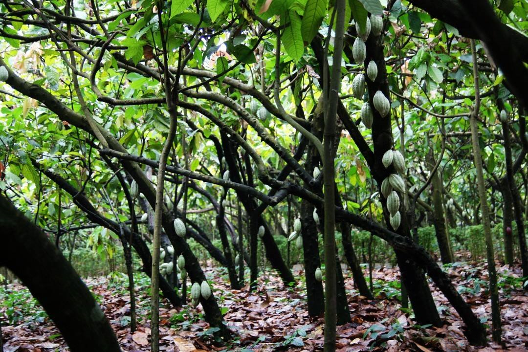 巧克力的甜蜜味道,苦涩的巧克力简介