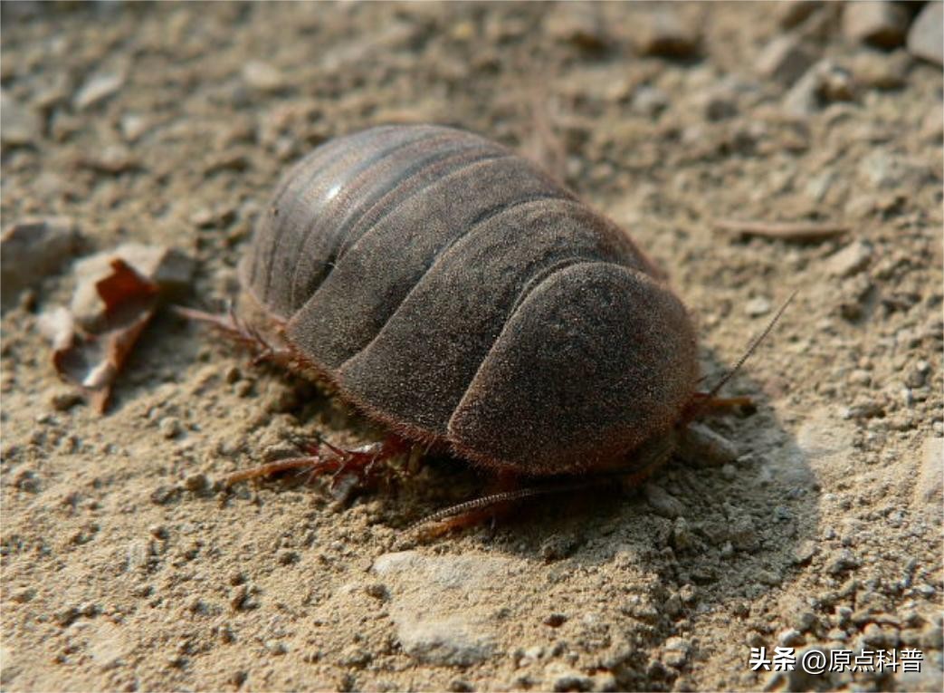 盘点农村小时候常玩的十个昆虫,盘点童年玩过的十种昆虫