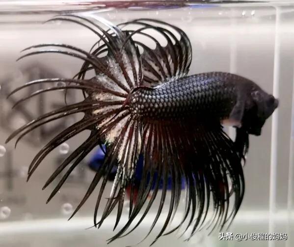 泰国斗鱼的图片大全集,泰国斗鱼公母混养