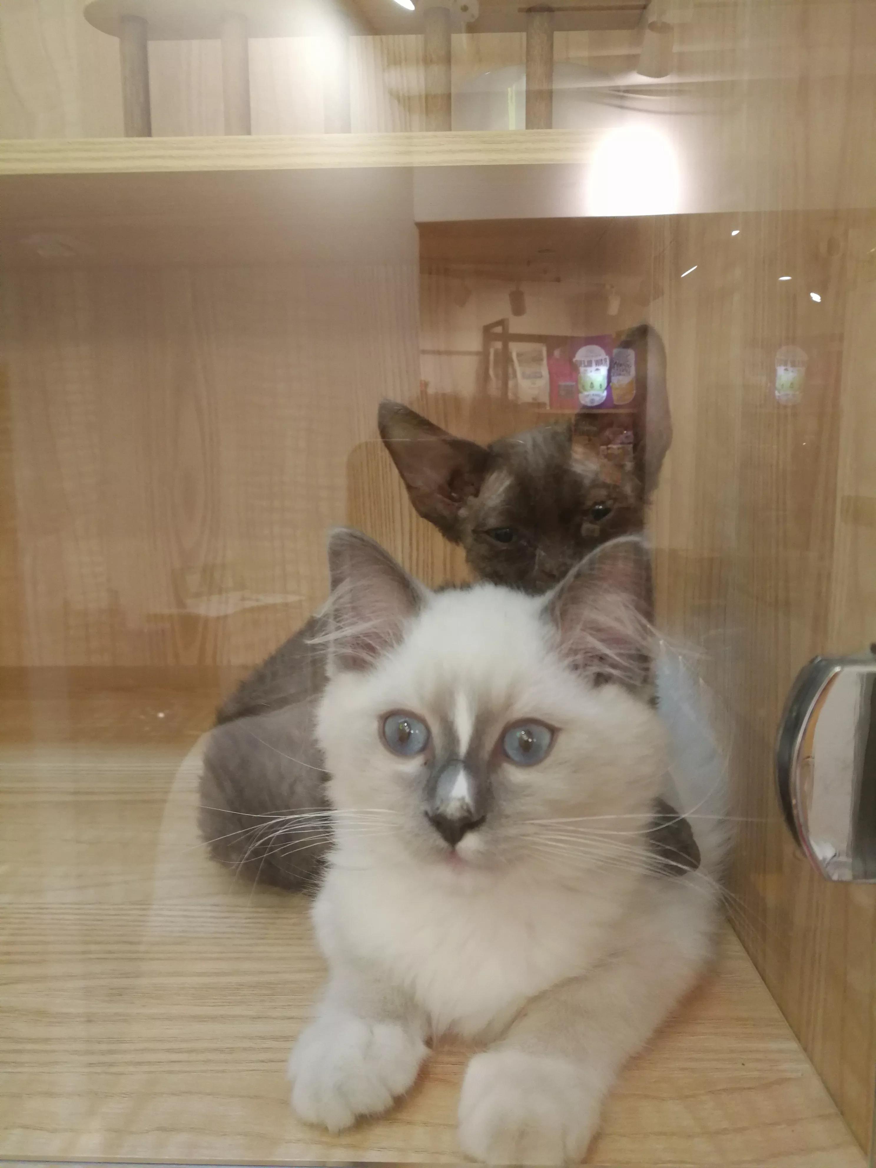 逛猫舍女主人触景生情和养猫阿姨相聊甚欢