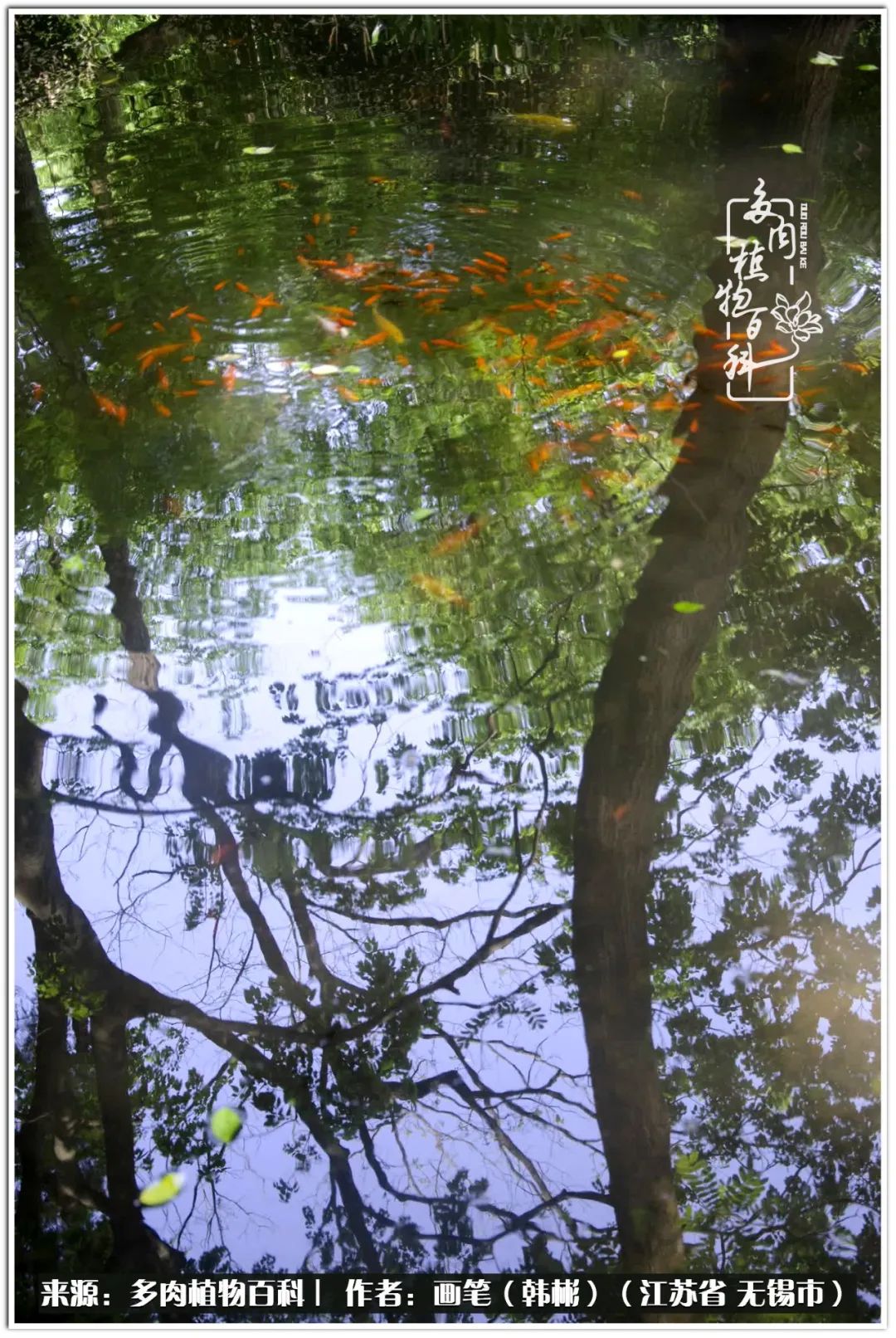 月满西楼别有一番滋味在心头,绿肥红瘦