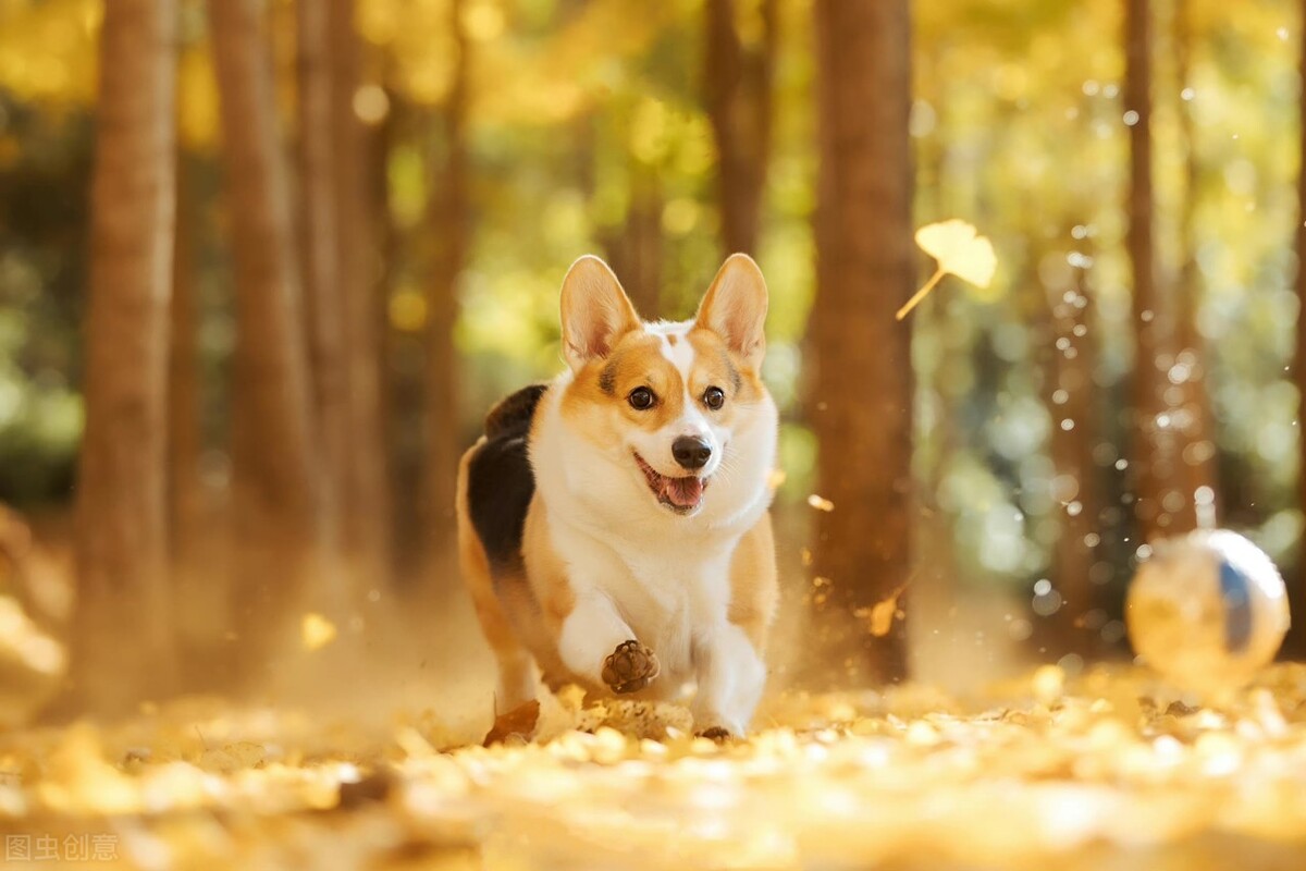 脾气好到爆的六种狗狗你喜欢哪种,狗狗的五个特征你家里有没有