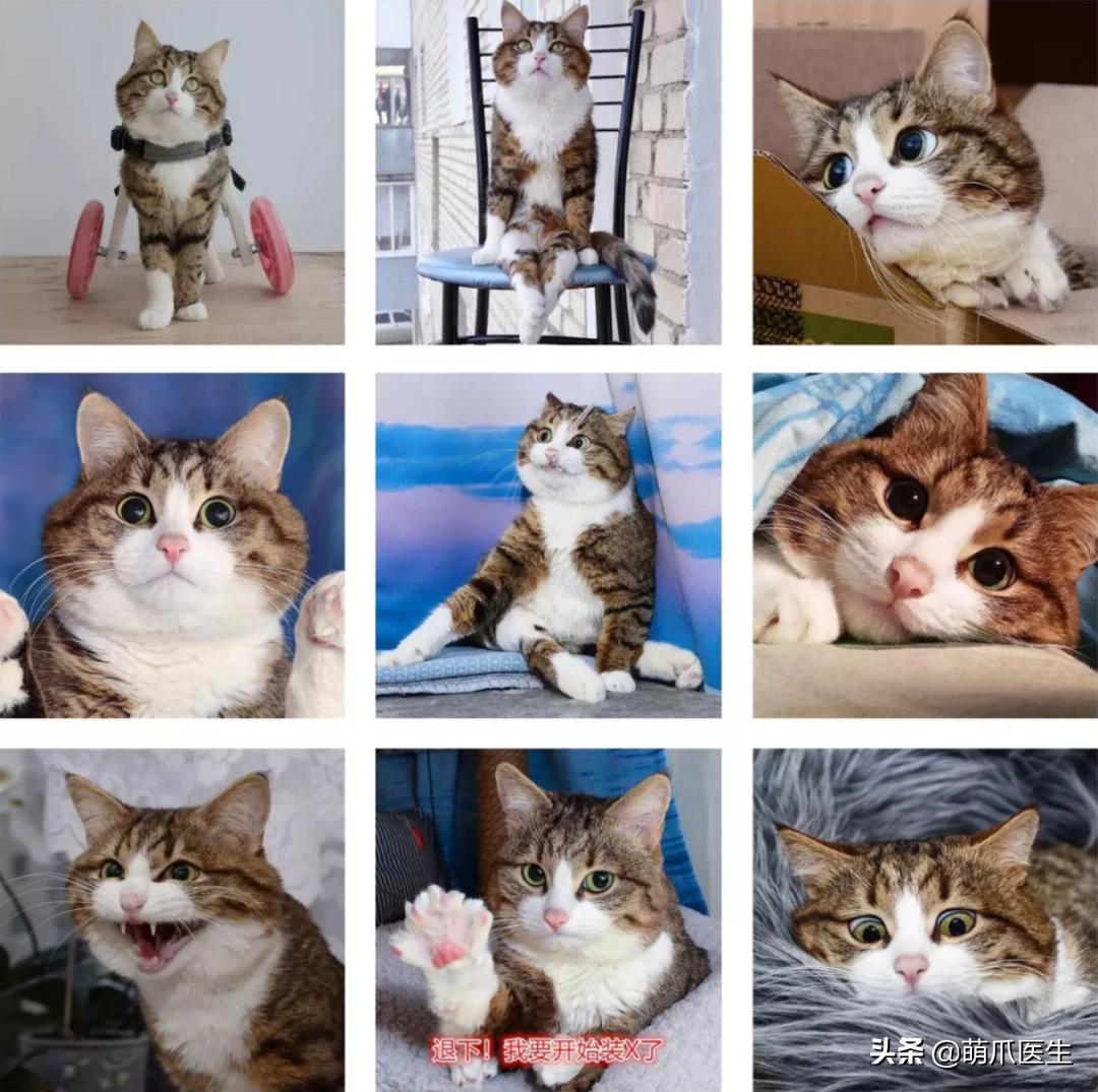 这只叫“长生”的猫咪，真实身份是美人鱼