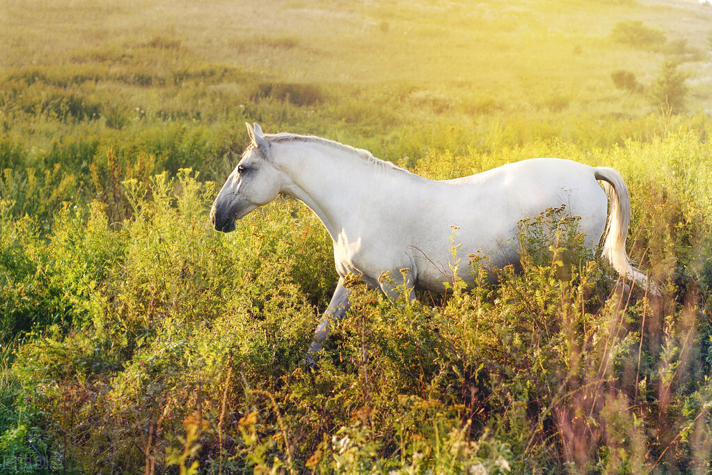 刘立夫|白马非马是不是诡辩？