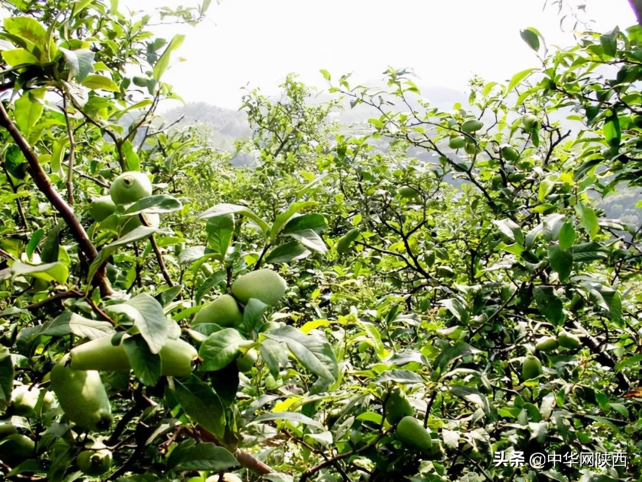 一百多年的木瓜树用什么喂养更好,木瓜栽培史