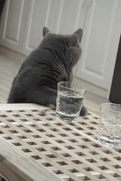 猫咪骗水喝的办法,猫咪骗水神器视频大全