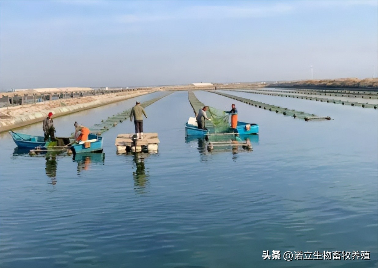 高温天气海参池塘半夜增氧,海参池塘高温