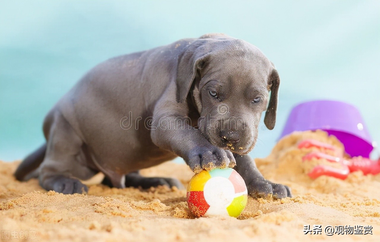 狗狗张开嘴巴想咬人是什么原因,狗狗开口咬人