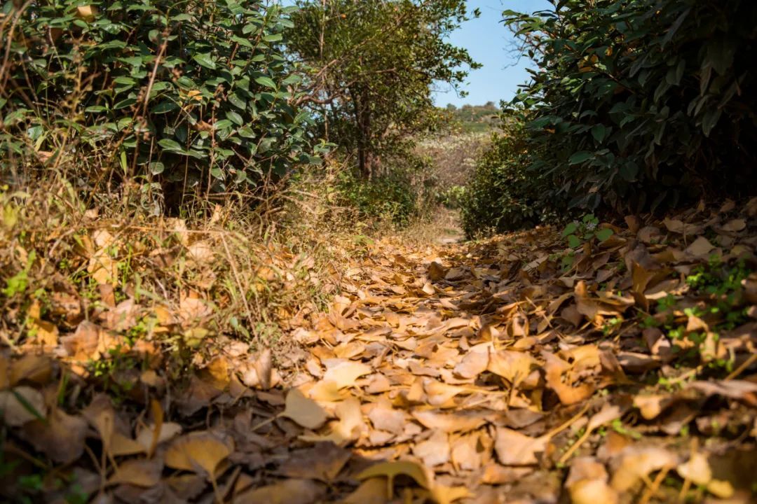 太湖西山岛冬季旅游攻略,苏州太湖西山岛有什么玩的