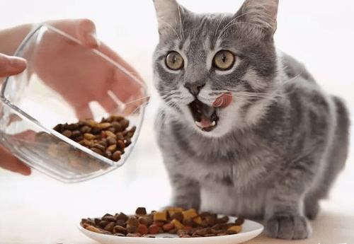 猫咪胃口突然变小,如何让猫咪的胃口好