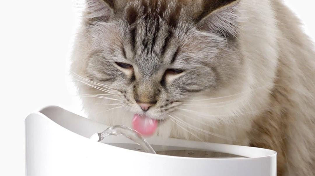 猫不喝水怎么办,猫咪主食冻干要复水么