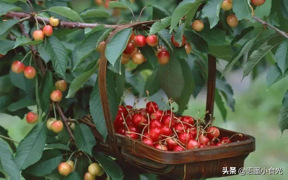 夏天必备的5种水果,夏季宜吃的5种超级水果