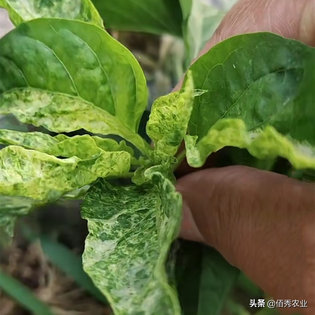 辣椒病毒病是虫害引起的吗,辣椒病毒病