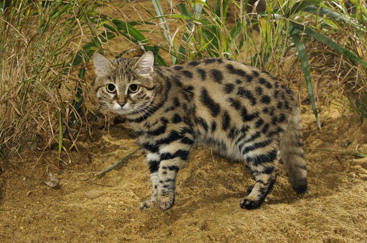 国内禁止养的四种猫,已经养了的禁养猫怎么处理